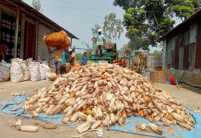 পঞ্চগড়ে ভুট্টার বাম্পার ফলন