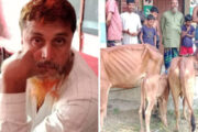 বোয়ালমারীতে গরু চোরকে হাতেনাতে ধরে পুলিশে দিলো জনতা 