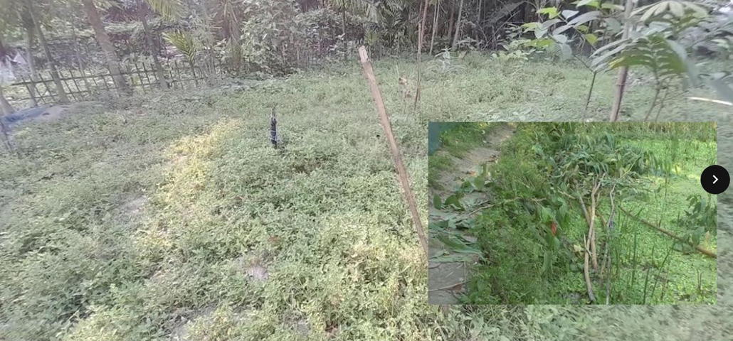 গোবিন্দগঞ্জে ভাগ্নের বিরুদ্ধে মামার জমির বিভিন্ন প্রজাতির গাছ কর্তনের অভিযোগ