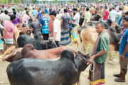 কাহালুতে শেষ মুহূর্তে জমজমাট কোরবানির পশুর হাট