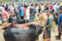 কাহালুতে শেষ মুহূর্তে জমজমাট কোরবানির পশুর হাট