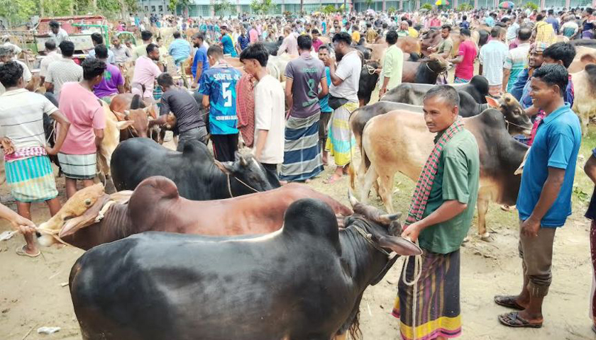 কাহালুতে শেষ মুহূর্তে জমজমাট কোরবানির পশুর হাট