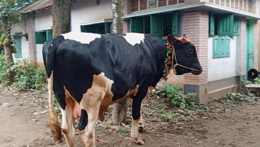 শেরপুরের ‘রাজাবাবু’কোরবানির হাটের চমক