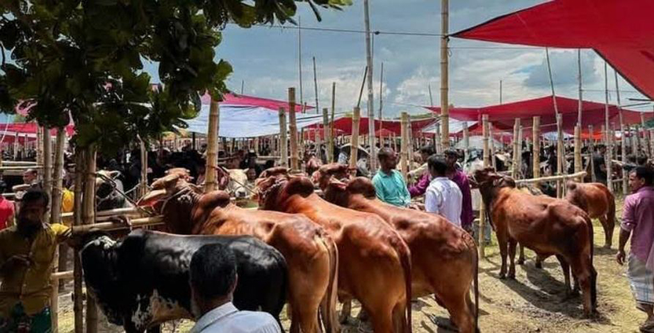 শাজাহানপুরে কোরবানির জন্য প্রস্তুত সাড়ে ৫৭ হাজার কোরবানির পশুর