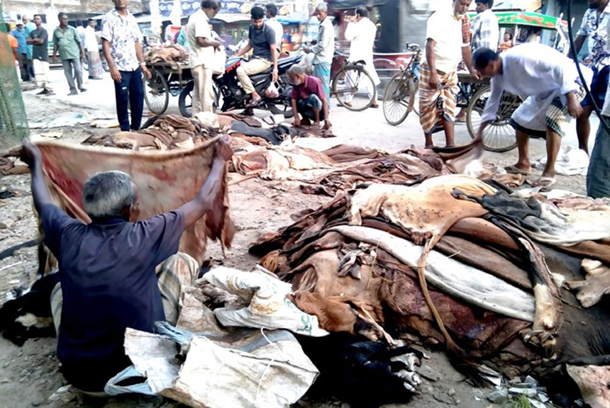 ফুলবাড়ীতে গরুর চামড়া বিক্রি হলেও ছাগলের চামড়া ফ্রি