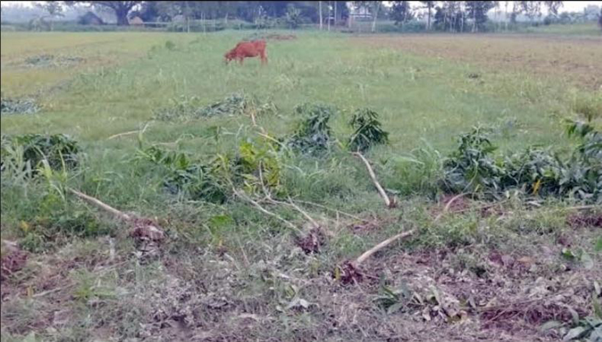ধুনটে নার্সারির গাছ কেটে জমি বেদখলের চেষ্টার অভিযোগ