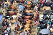 বগুড়ায় শেষ সময়ে পশুর হাটে হাসিল সন্ত্রাস