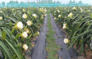 পাঁচবিবিতে রাস্তার পাশে ড্রাগনের দোকান