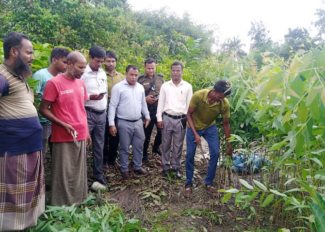 ফুলবাড়ীতে ভ্রাম্যমাণ আদালতের অভিযানে নিষিদ্ধ ঘোষিত ইউক্যালিপটাস গাছের দুই হাজার চারা ধ্বংস