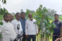 নবাবগঞ্জে বৃক্ষরোপণ কার্যক্রম শুরু