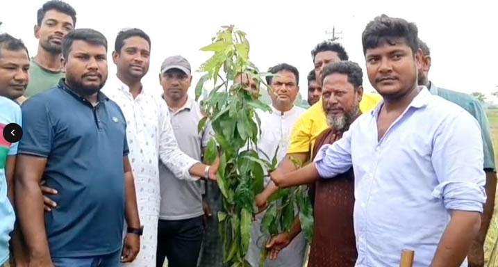 হিলিতে স্বেচ্ছাসেবক দলের উদ্যোগে বৃক্ষরোপণ কর্মসূচি