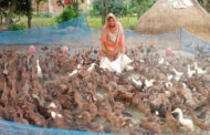 পাঁচবিবির রুমার হাঁস এনেছে হাসি