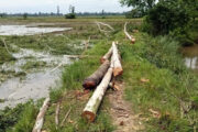 বিরলে নোনা নদীর পাড়ের গাছ কাটার সময় কর্তৃনকৃত গাছ জব্দ করলেন বিট কর্মকর্তা