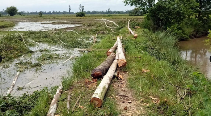 বিরলে নোনা নদীর পাড়ের গাছ কাটার সময় কর্তৃনকৃত গাছ জব্দ করলেন বিট কর্মকর্তা
