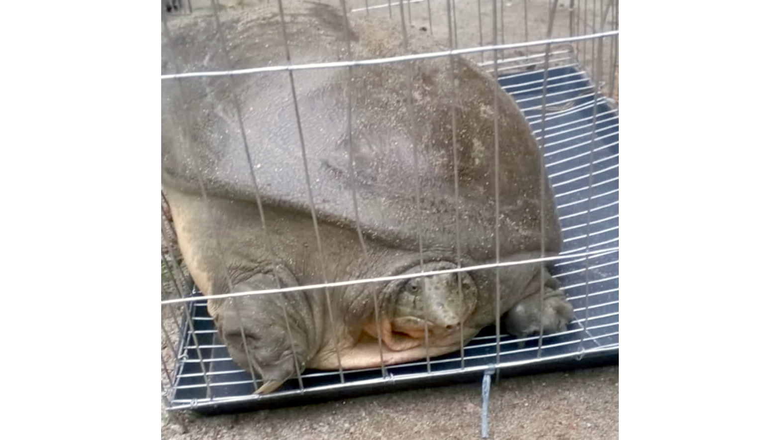 বাড়িতে ১১ কেজি ওজনের কচ্ছপ : জরিমানা গুনলেন কৃষক নিমাই চন্দ্র