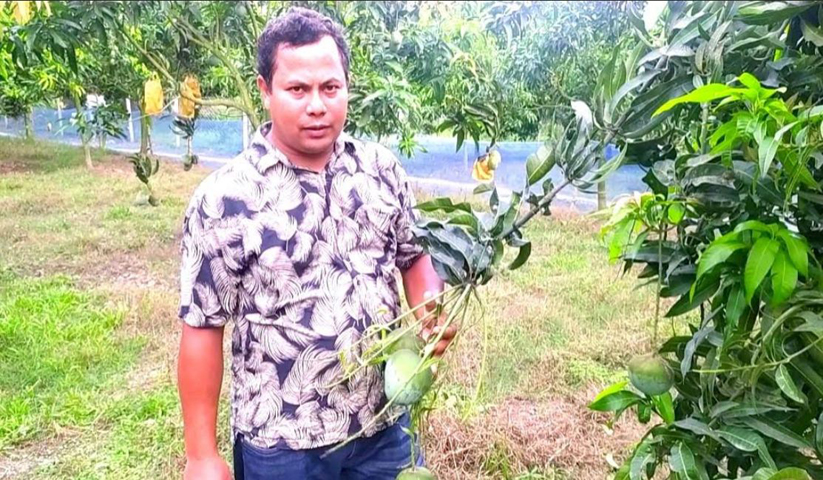 গ্যাপ পদ্ধতিতে আম চাষ করে বিদেশে রফতানি করছেন হাকিমপুরের কৃষক নিরঞ্জন রায়
