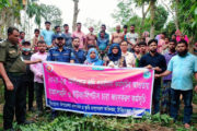চিরিরবন্দরে নার্সারিতে অভিযান পরিবেশবিরোধী ইউক্যালিপ্টাস-আকাশমনি চারা ধ্বংস
