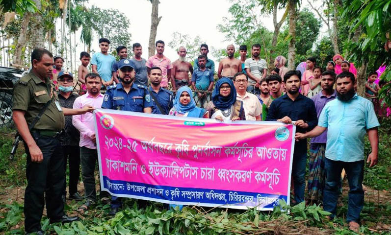চিরিরবন্দরে নার্সারিতে অভিযান পরিবেশবিরোধী ইউক্যালিপ্টাস-আকাশমনি চারা ধ্বংস