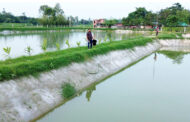 পাঁচবিবি সীমান্তের মাছচাষী আরমানের পথচলা