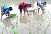    ফুলবাড়ীতে প্রতিক্ষিত স্বস্তির বৃষ্টিতে আমন চাষিদের মুখে হাসির ঝিলিক