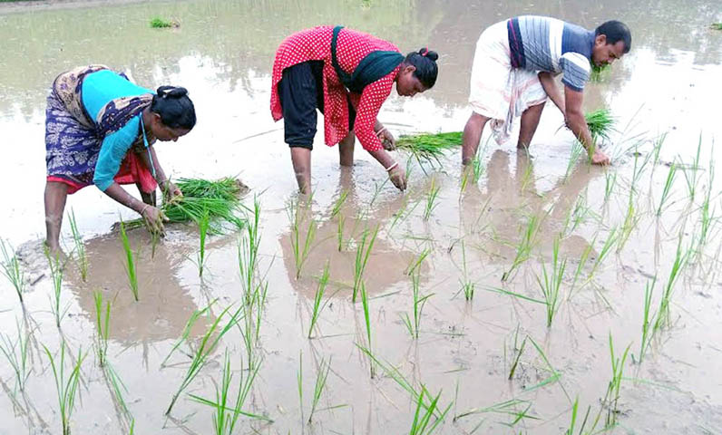    ফুলবাড়ীতে প্রতিক্ষিত স্বস্তির বৃষ্টিতে আমন চাষিদের মুখে হাসির ঝিলিক