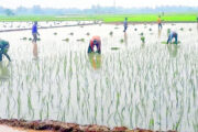 গোবিন্দগঞ্জে পযাপ্ত বৃষ্টিতে কৃষকরা শুরু করেছেন আমন আবাদ