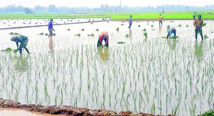 গোবিন্দগঞ্জে পযাপ্ত বৃষ্টিতে কৃষকরা শুরু করেছেন আমন আবাদ
