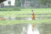 গোবিন্দগঞ্জে পানি নিষ্কাশন না হওয়ায় দীর্ঘদিনের স্থায়ী জলাবন্ধতায় চরম দুর্ভোগের শিকার এলাকাবাসী