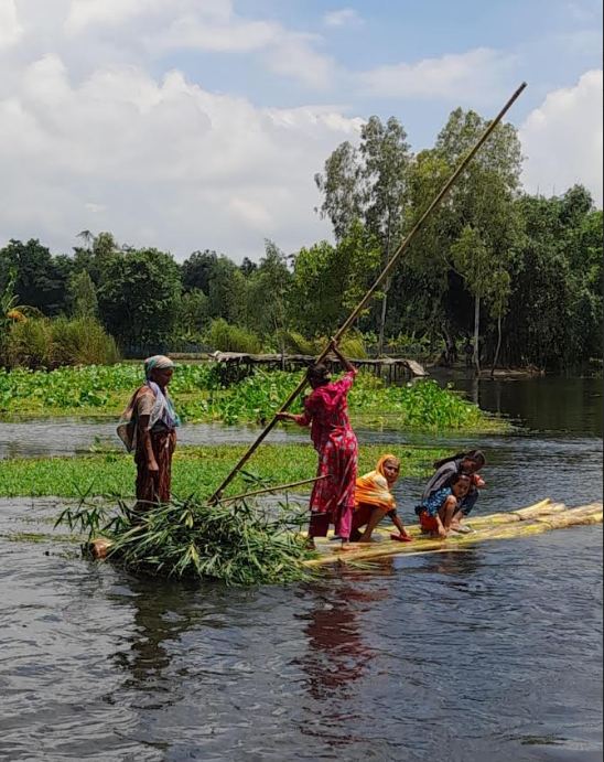 চিরিরবন্দরে পানির স্রোত ও কচুরিপানার চাপে ভাঙল বাঁশের সাঁকো, জনদুর্ভোগ!