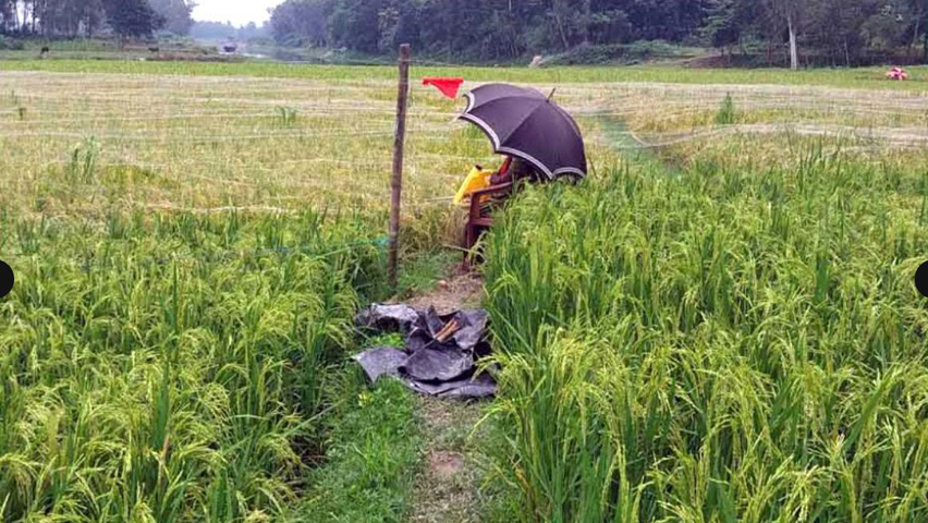আউশ ক্ষেতে বাবুই পাখির ঝাঁক ধান রক্ষায় জমি পাহারায় কৃষক