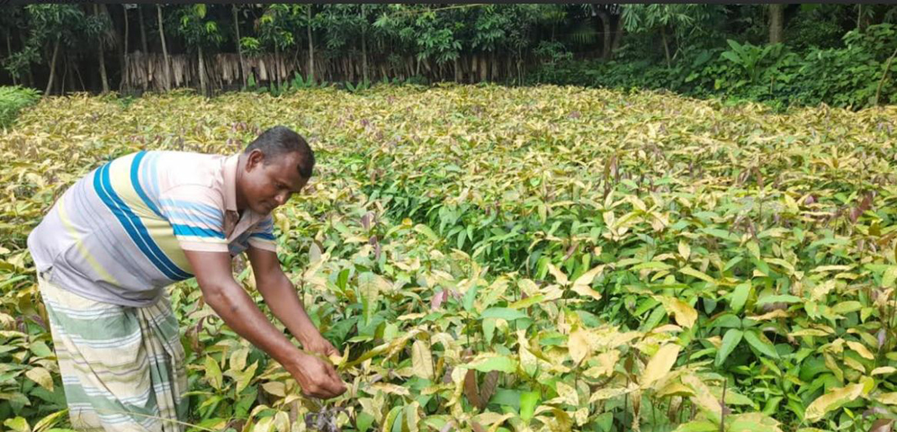 শিবগঞ্জে বিষাক্ত কীটনাশক স্প্রে করে ১৪ হাজার আম গাছের চারা ক্ষতি