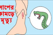 চিরিরবন্দরে সাপের কামড়ে যুবকের মৃত্যু