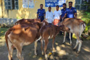 আদমদীঘিতে চুরি যাওয়া ৪টি গরু উদ্ধার, দুই চোর গ্রেপ্তার