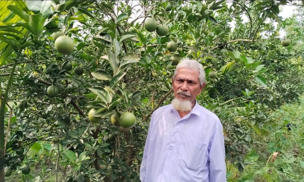 সবুজ পাতার ফাঁকে ঝুলছে লালমনিরহাটের কালীগঞ্জের রঞ্জু মিয়ার স্বপ্ন