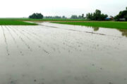 বগুড়ার সারিয়াকান্দিতে অসময়ে যমুনায় পানি বৃদ্ধিতে ফসলহানি