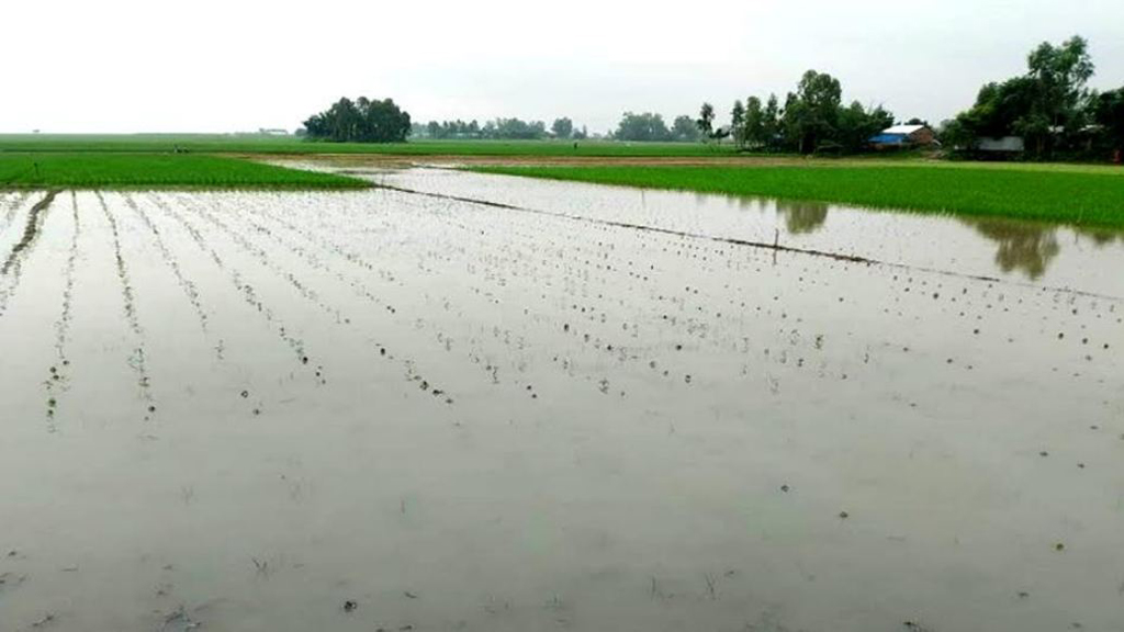 বগুড়ার সারিয়াকান্দিতে অসময়ে যমুনায় পানি বৃদ্ধিতে ফসলহানি