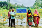 চিরিরবন্দরে গ্রীষ্মকালীন তরমুজ চাষে আগ্রহ বাড়ছে চাষিদের