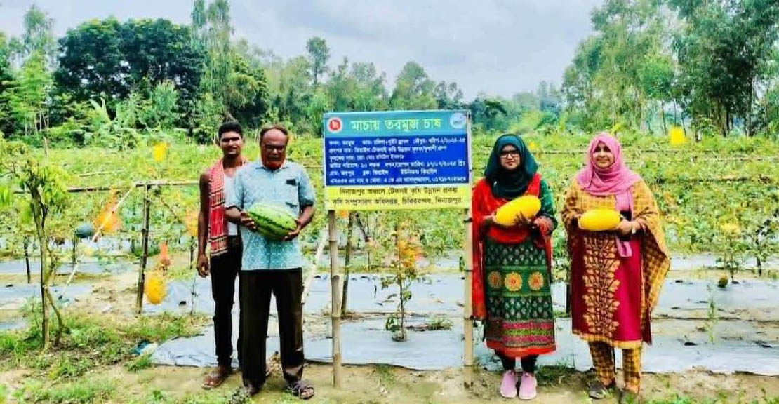 চিরিরবন্দরে গ্রীষ্মকালীন তরমুজ চাষে আগ্রহ বাড়ছে চাষিদের