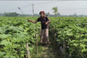 আগাম শীতকালীন সবজি চাষে ব‍্যস্ত কৃষকরা