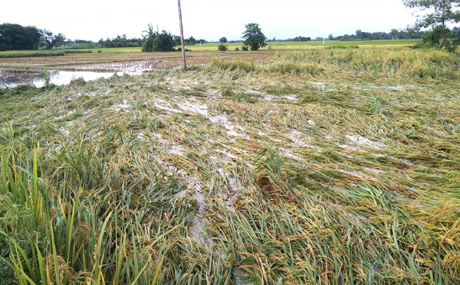 ফুলবাড়ী টানা দুইদিনের বৃষ্টিপাতে আগাম ধান, আলুসহ শাকসবজির ব্যাপক ক্ষতি