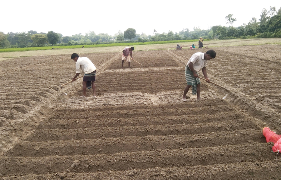 ফুলবাড়ীতে আগাম আলু চাষে ঝুঁকে পড়েছেন কৃষক