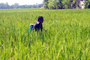 ফুলবাড়ীতে আমন ক্ষেতে কারেন্ট পোকার আক্রমণ, দুশ্চিন্তায় কৃষক