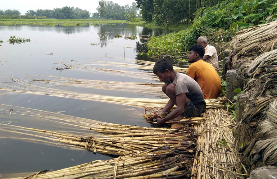 ফুলবাড়ীতে পাটের ভালো দাম পেয়ে খুশি পাট চাষিরা, আগ্রহ বাড়ছে অন্যদের