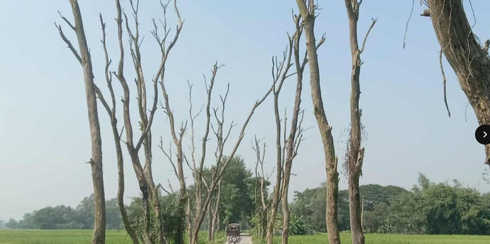 নন্দীগ্রামে সড়কের পাশে ৫০টি মরা গাছ, দুর্ঘটনার আশঙ্কা