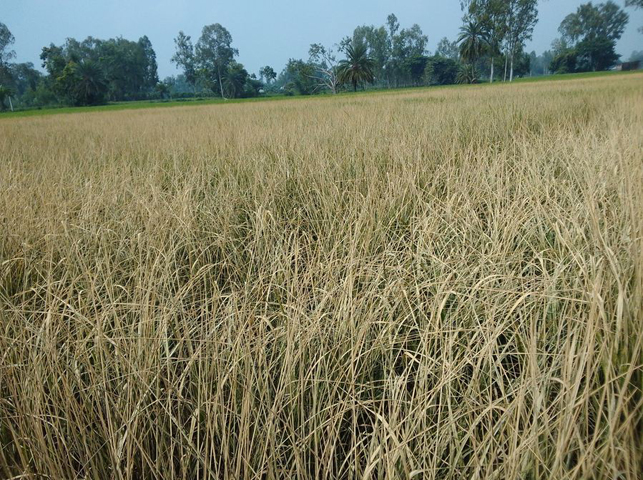 বিরামপুরে শত্রুতা করে ৪ বিঘা জমির ধান খেত বিনষ্ট