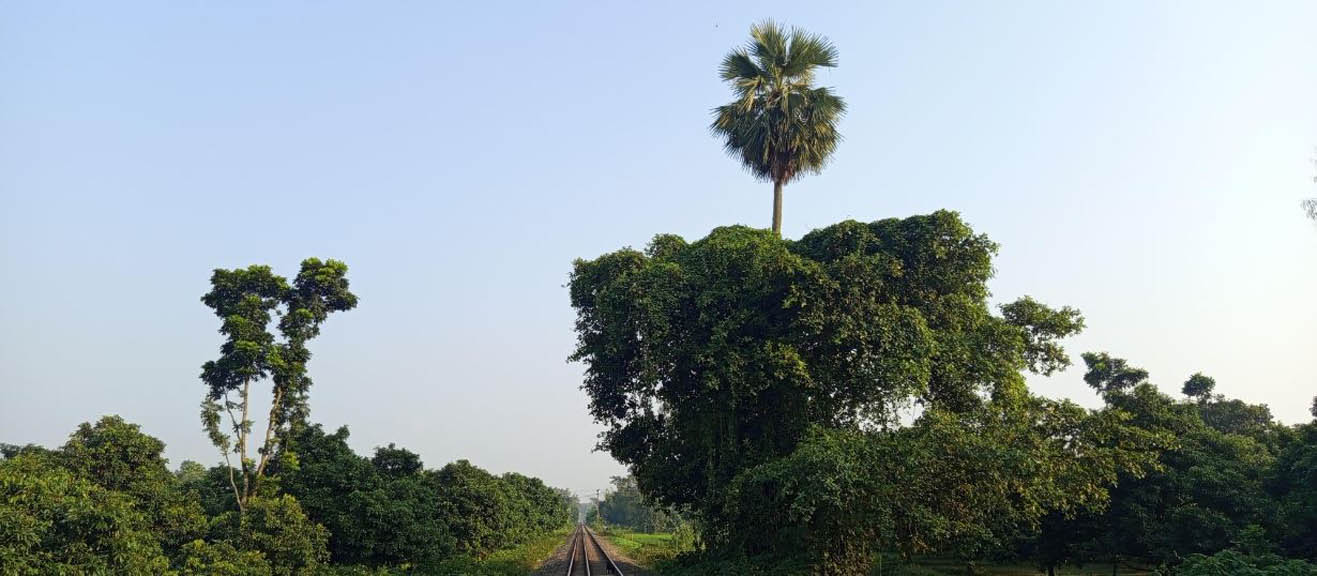 বিরলে বটগাছের উপর একটি তালগাছ মাথা উঁচু করে দাড়িয়ে আছে