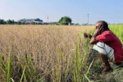 চিরিরবন্দরে দুর্বৃত্তের আগাছা নাশক ঔষধে ঝলসে গেছে ধান ক্ষেত