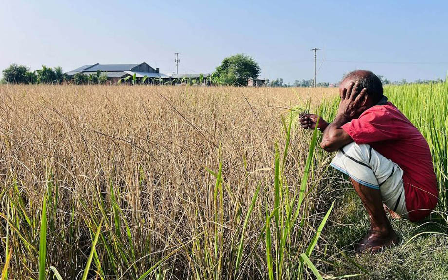 চিরিরবন্দরে দুর্বৃত্তের আগাছা নাশক ঔষধে ঝলসে গেছে ধান ক্ষেত