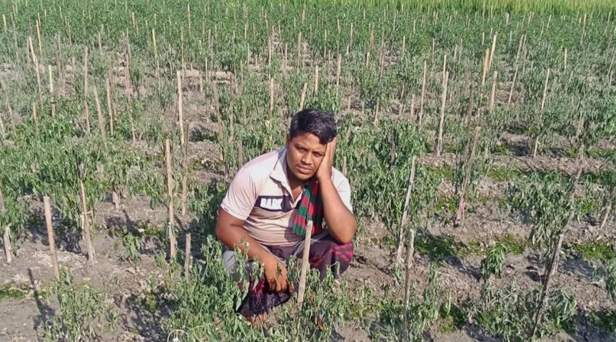 নন্দীগ্রামে রাতে মরিচ গাছ উপড়ে দিল দুর্বৃত্তরা