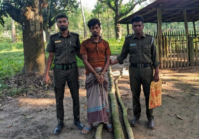 নবাবগঞ্জে বনের গাছ কাটার অভিযোগে গ্রেপ্তার  ১